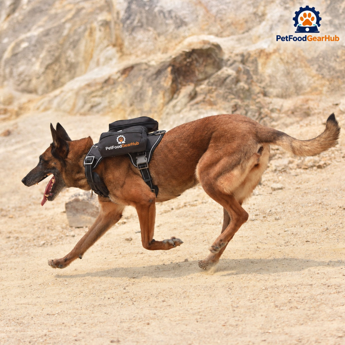 PetFoodGearHub Tactical Dog Harness with Removable Pockets - Dog wearing the black harness