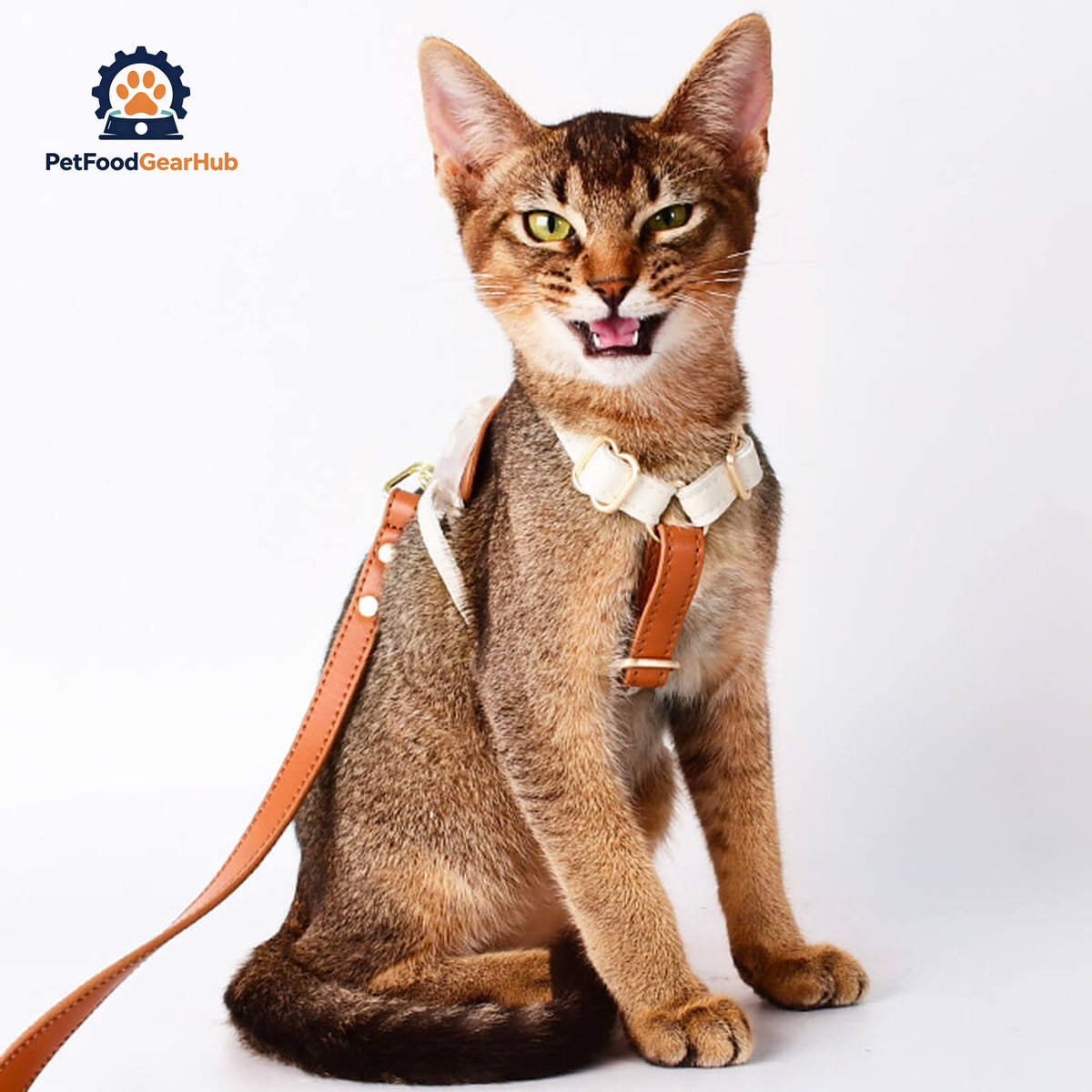 Cat Ready For A Walk With Phoenix Leather Cat Harness & Leash Set | PetFoodGearHub