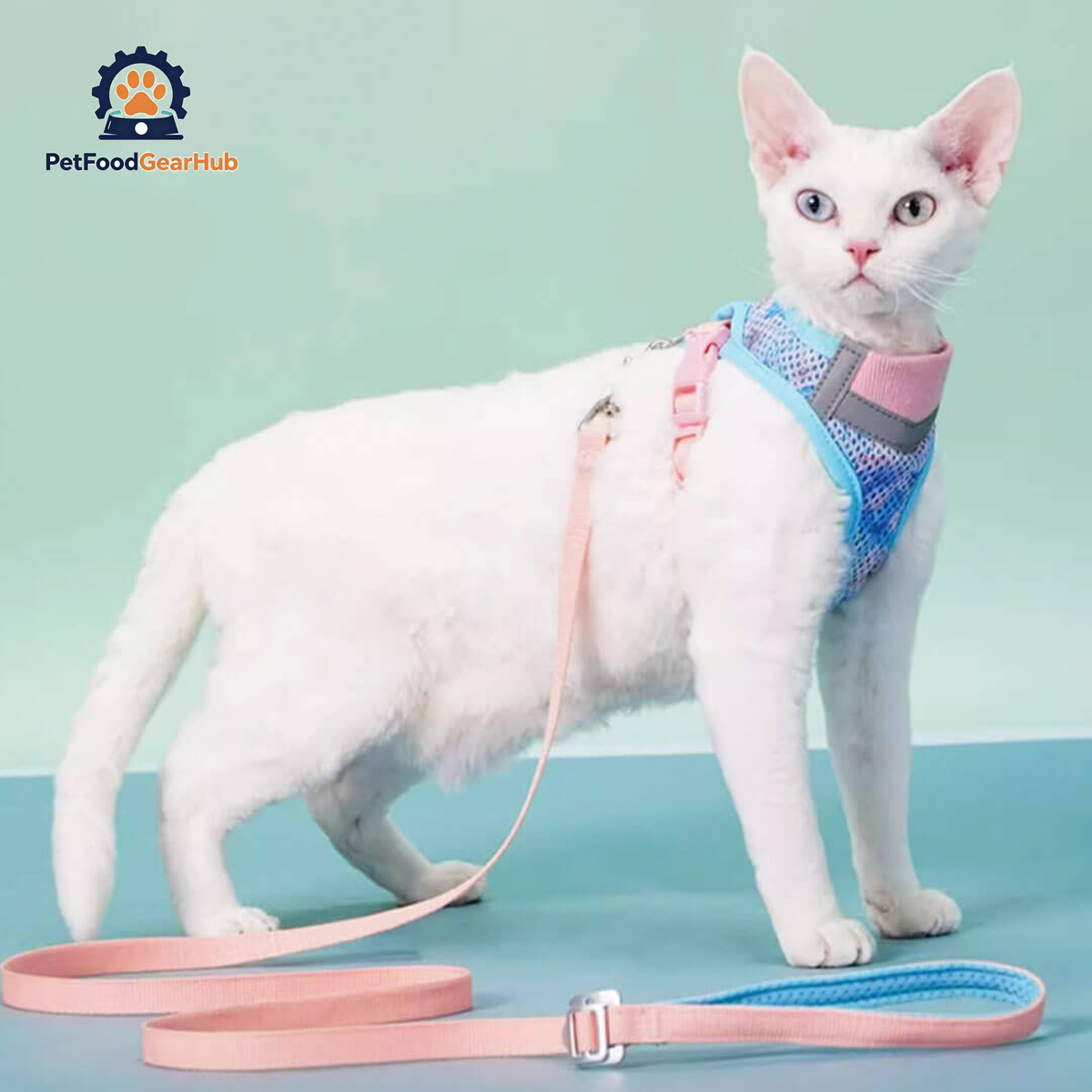 Devon Rex in Blue & Pink Cat Vest Harness | PetFoodGearHub