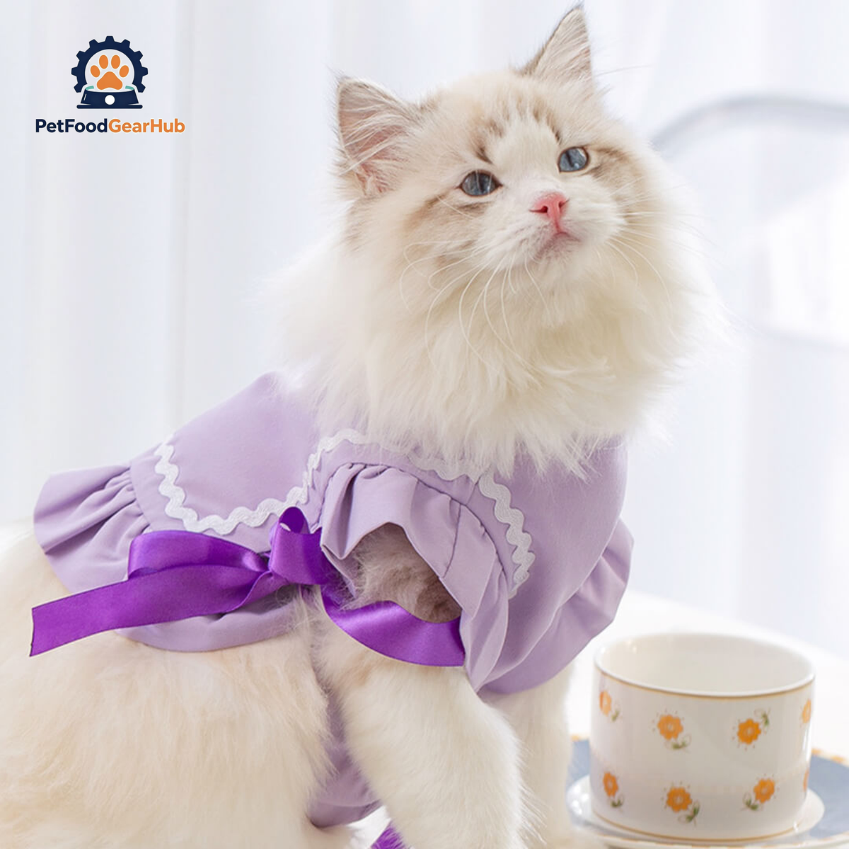 Cat in Purple Cat Vest | PetFoodGearHub
