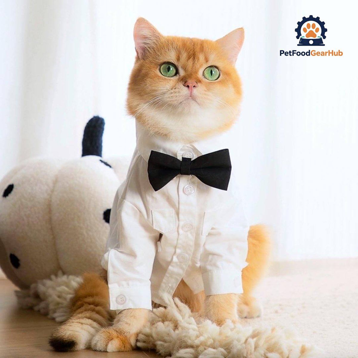 Cat Wearing a White Wedding Shirt with a Black Bow Tie | PetFoodGearHub
