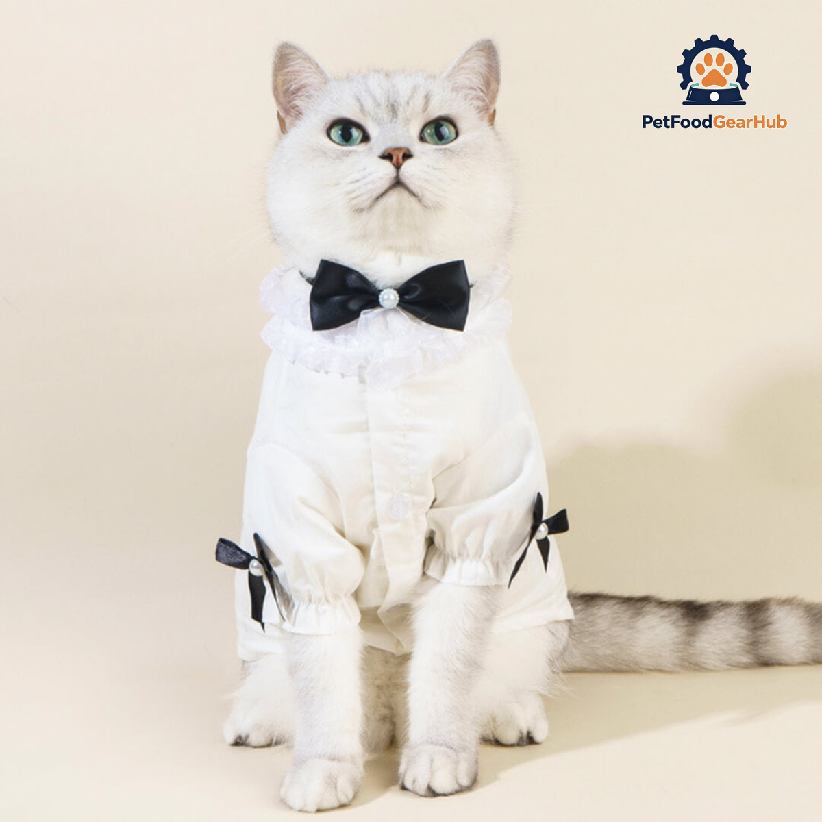 Missy Cat Shirt | Cat in White Shirt with Bow Tie | PetFoodGearHub