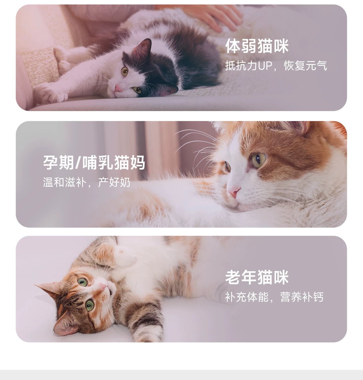 麦富迪猫咪羊奶粉猫猫专用幼猫成猫宠物怀孕营养品补钙营养保健品