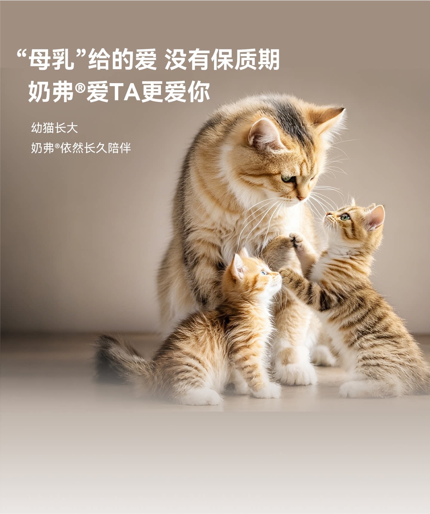 【新品】麦富迪奶弗奶萃布丁主食罐猫零食全价成幼猫咪罐头湿粮