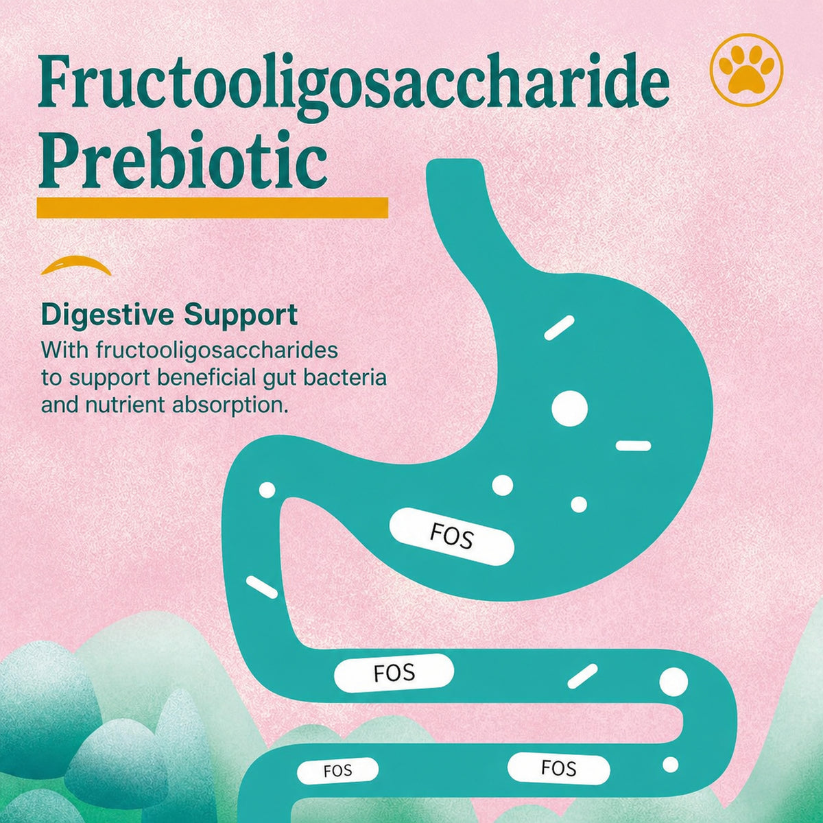 Fructooligosaccharide prebiotic digestive support infographic