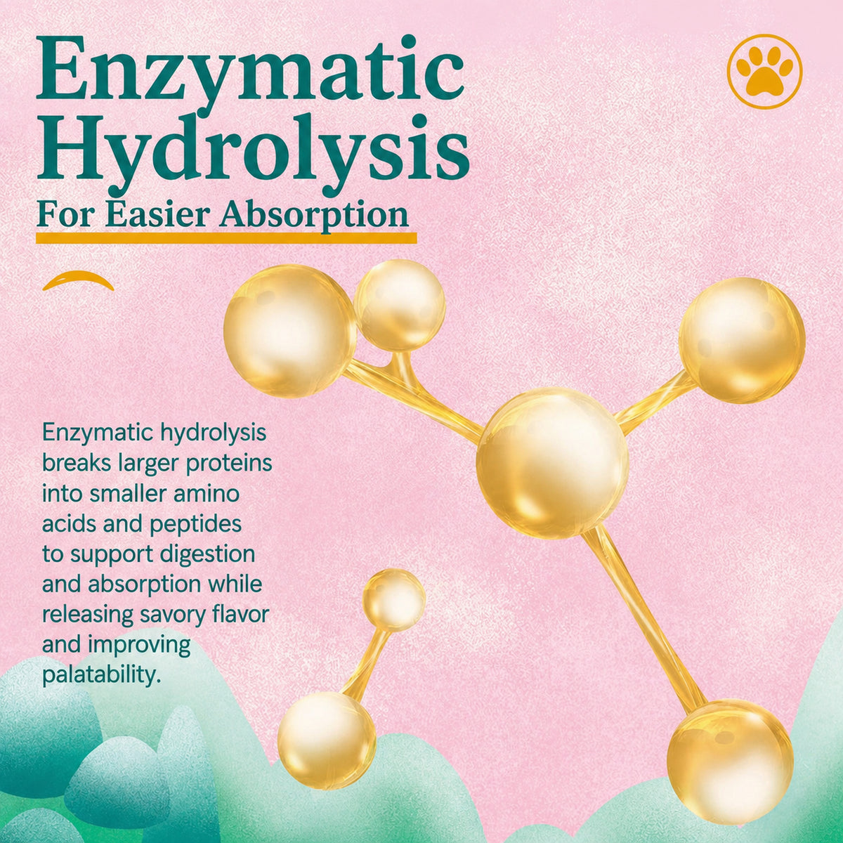 Enzymatic hydrolysis and absorption infographic