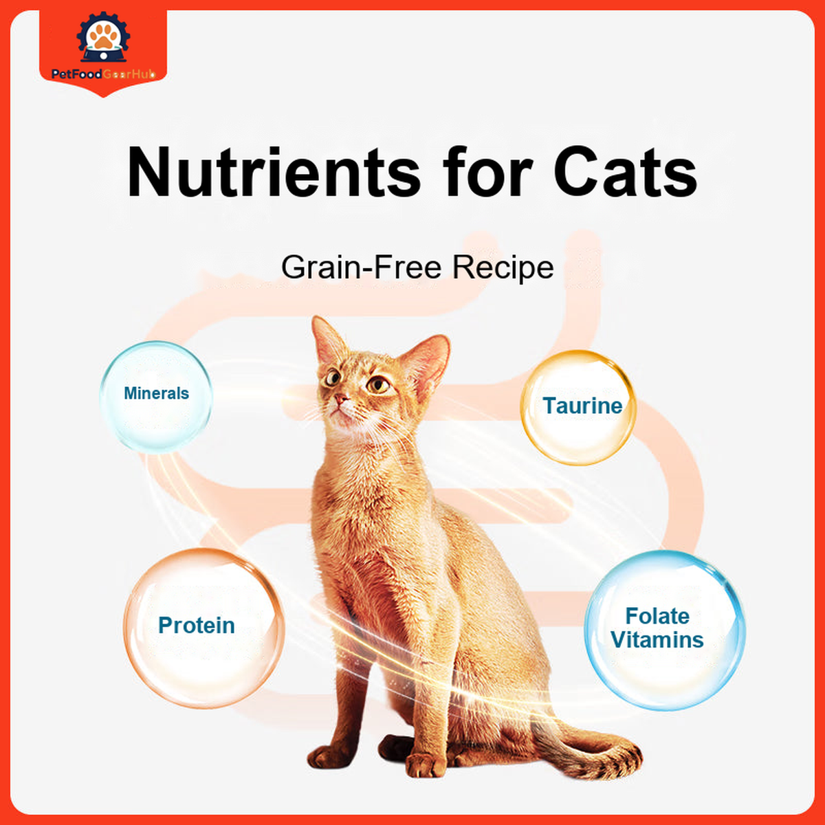 PetFoodGearHub Wet cat food nutrition features illustrated with cats