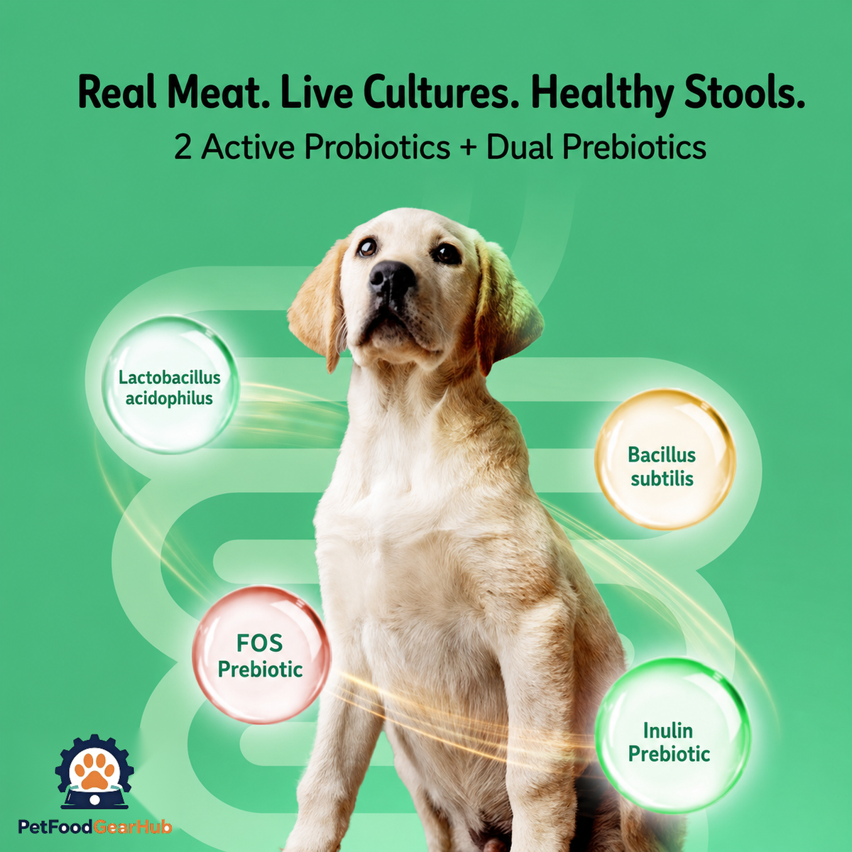 Labrador digestive-health infographic showing Lactobacillus acidophilus, Bacillus subtilis, FOS, and inulin.