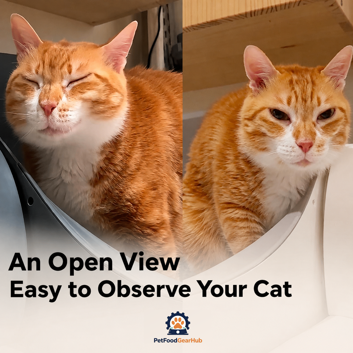 PetFoodGearHub Cats using the M1+ open-top litter area, shown from several angles