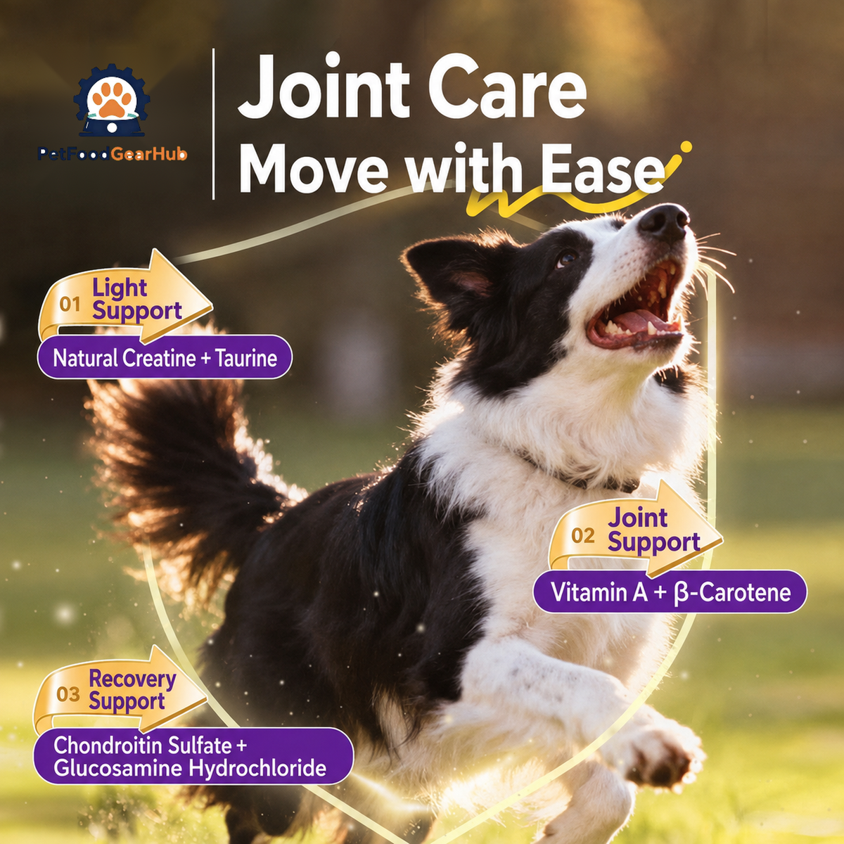 Running Border Collie with creatine, taurine, vitamin A, beta-carotene, chondroitin, and glucosamine ingredient callouts.
