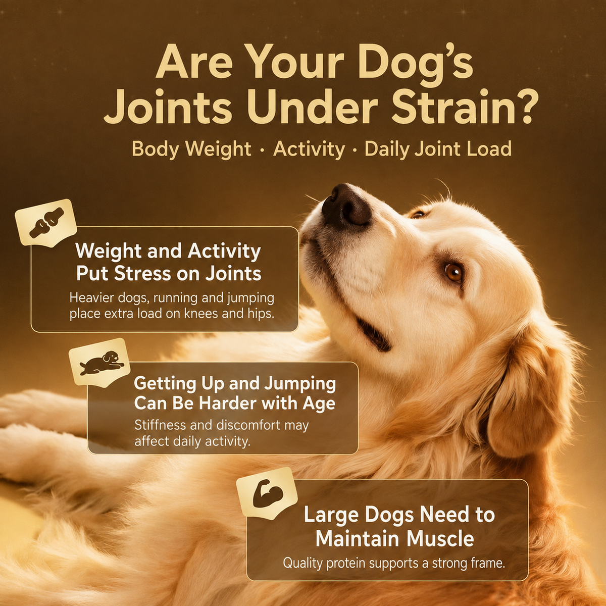 Golden Retriever resting beside three illustrated panels explaining joint strain in large adult dogs.
