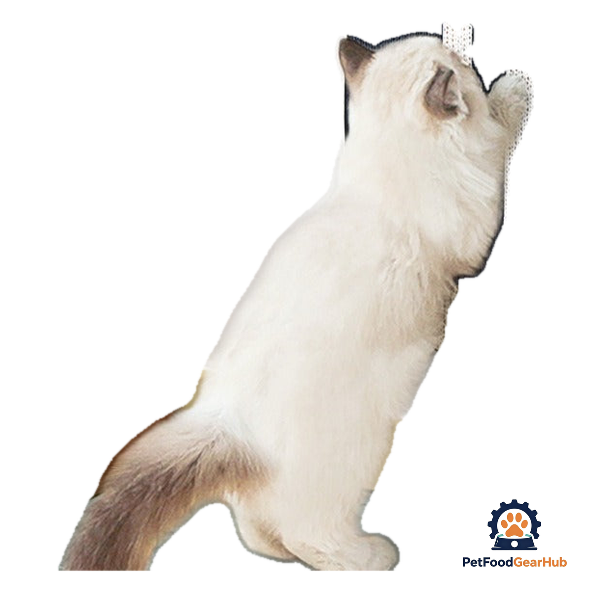 PetFoodGearHub Cactus Wall Scratcher - product image 1