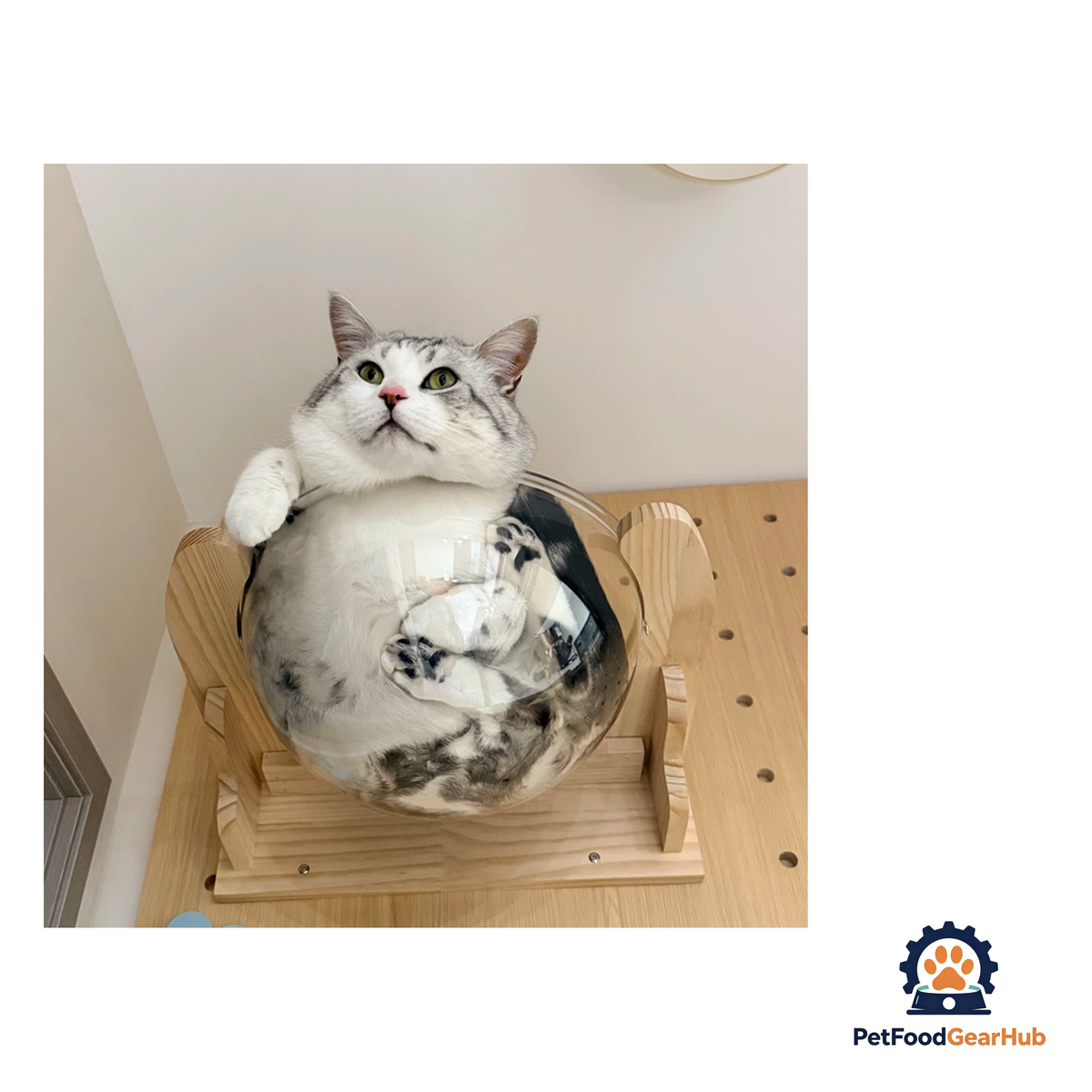 PetFoodGearHub Wall-Mounted Cat Adventure Board - product image 31