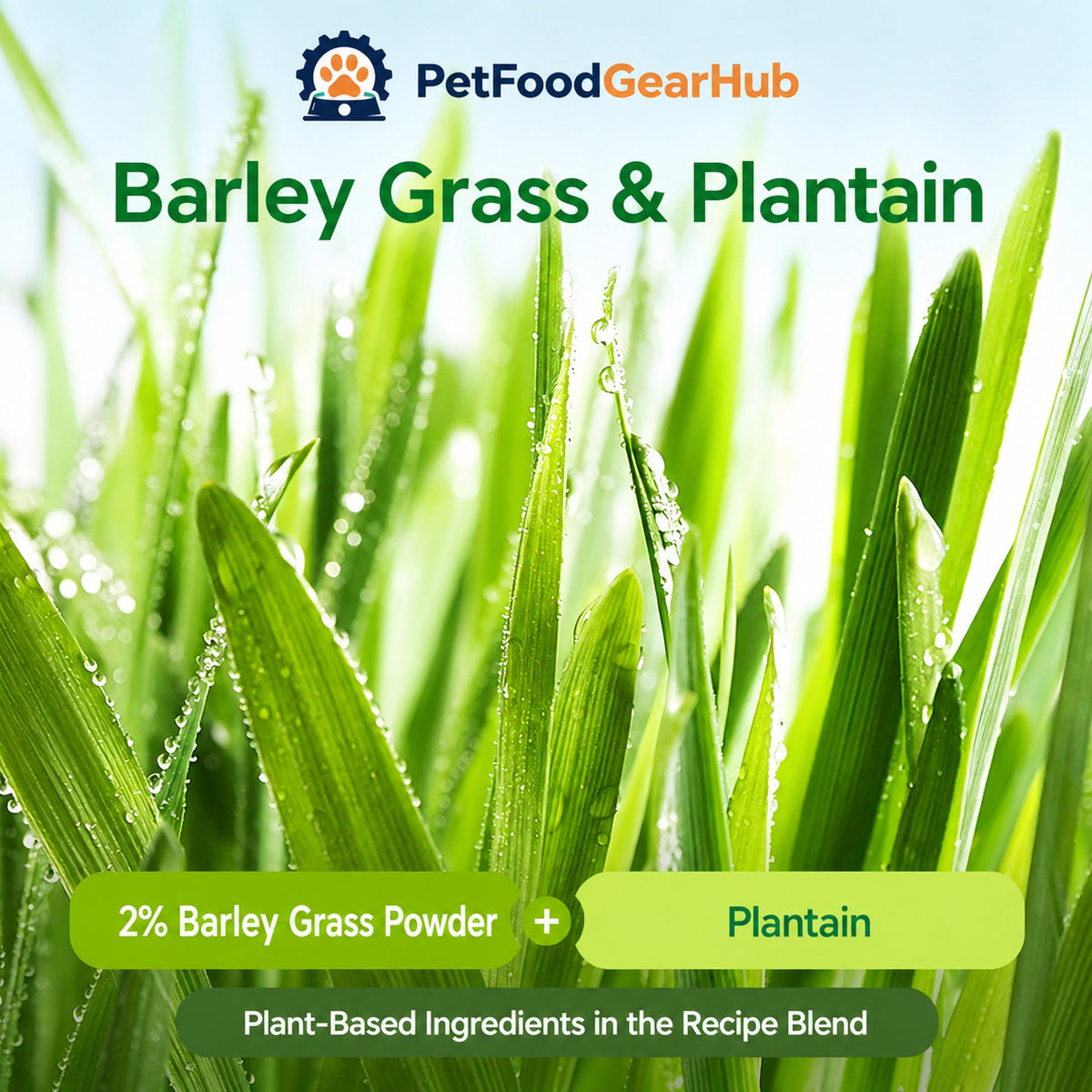 Barley grass powder and plantain ingredients for PetFoodGearHub cat treats