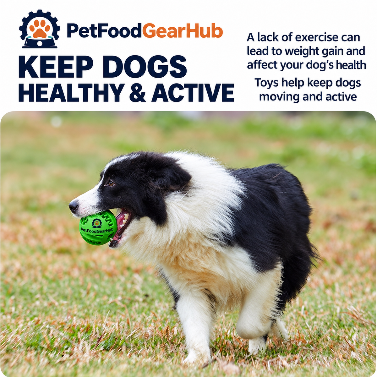 PetFoodGearHub interactive dog chew and squeaky toys