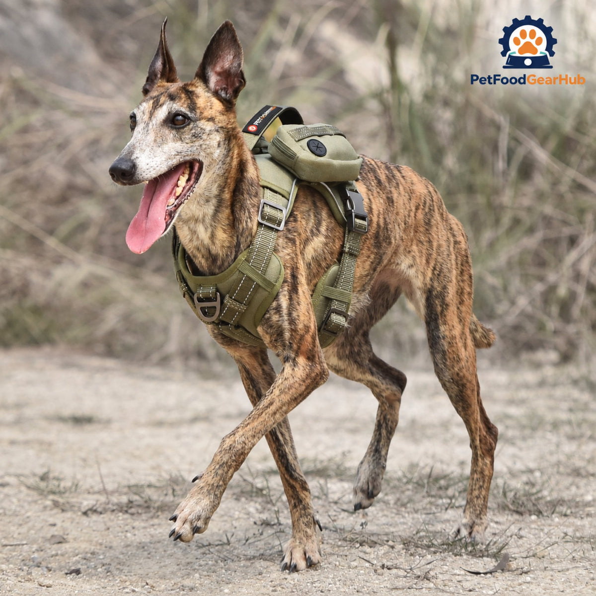 PetFoodGearHub Tactical Dog Harness with Removable Pockets - Dog wearing the tactical harness
