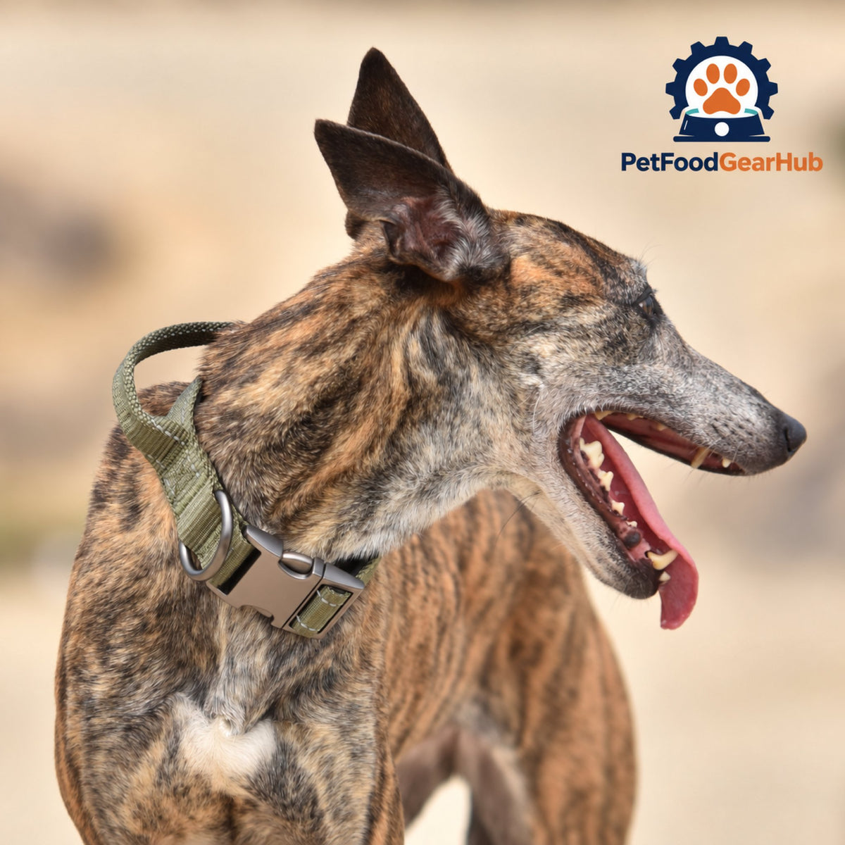 PetFoodGearHub Tactical Dog Collar with Control Handle - Dog wearing the tactical collar