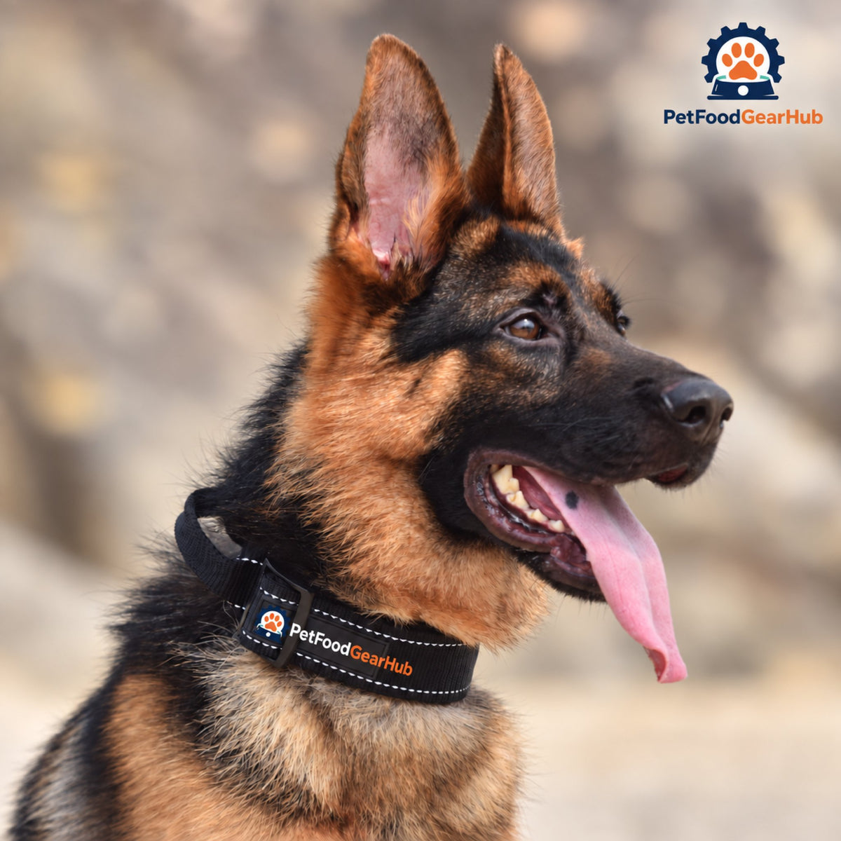 PetFoodGearHub Tactical Dog Collar with Control Handle - Dog wearing the black collar