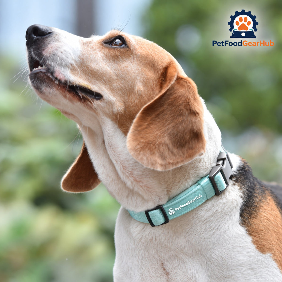 PetFoodGearHub Embroidered Jacquard Adjustable Dog Collar - Dog wearing the collar