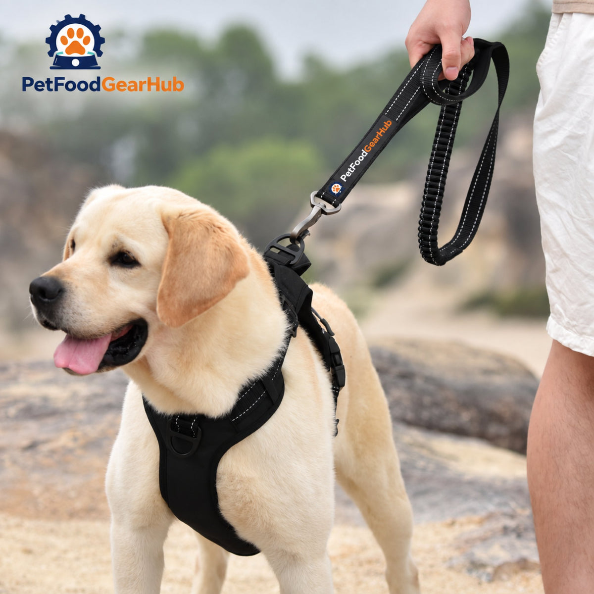 PetFoodGearHub Shock-Absorbing Dog Leash with Two Handles - Dog walking with the leash