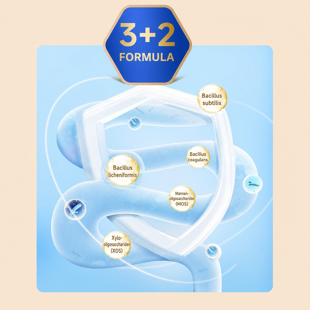 Gut care 3 plus 2 formula with Bacillus subtilis, Bacillus coagulans, Bacillus licheniformis, MOS, and XOS