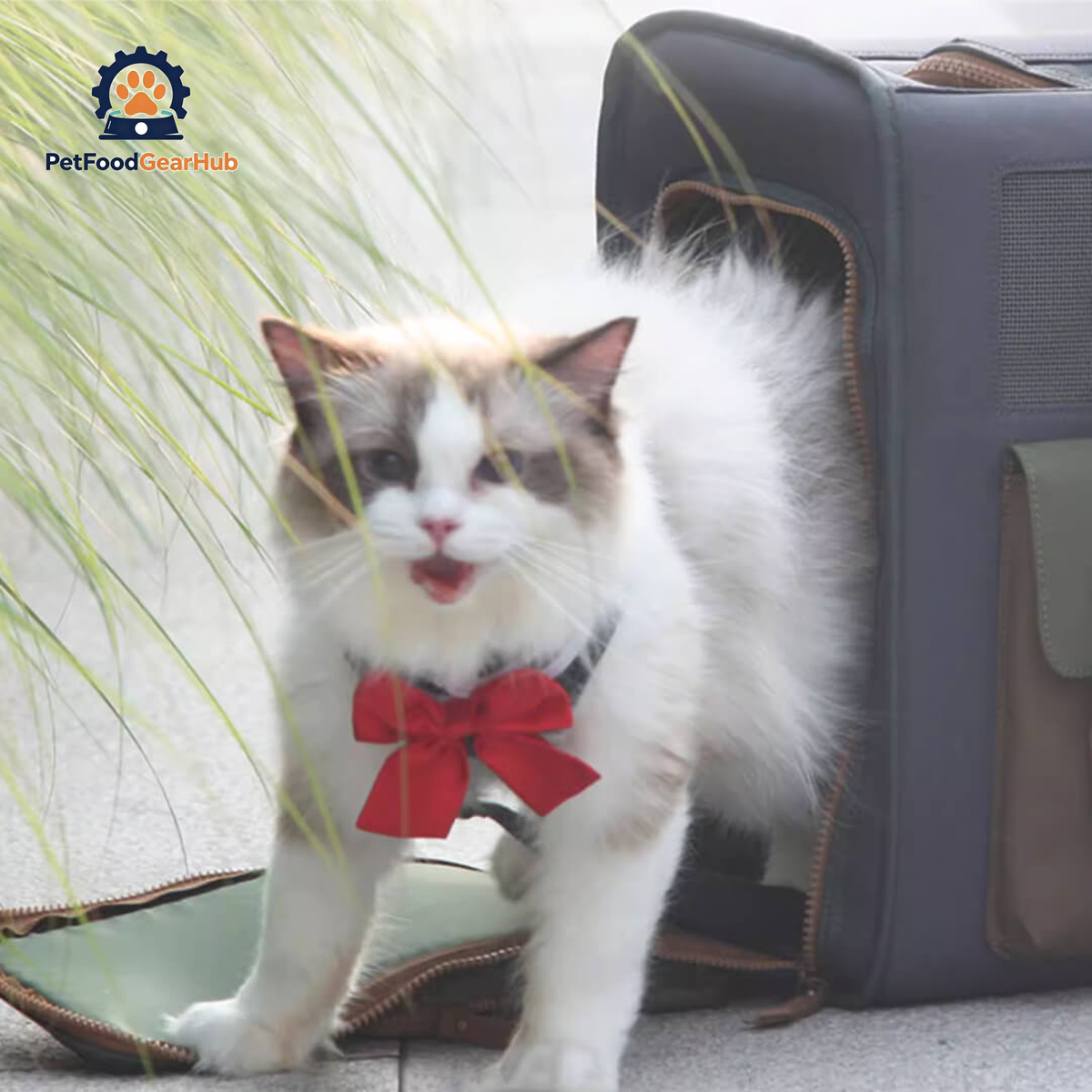 Cat Stepping Out of Cat Carrier Backpack | PetFoodGearHub