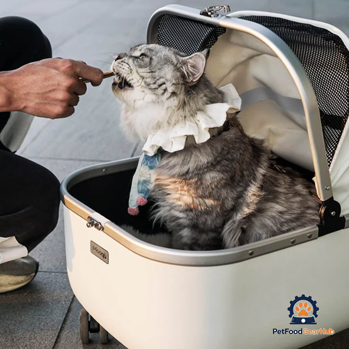Cat Sitting in White Cat Stroller Getting Fed | PetFoodGearHub