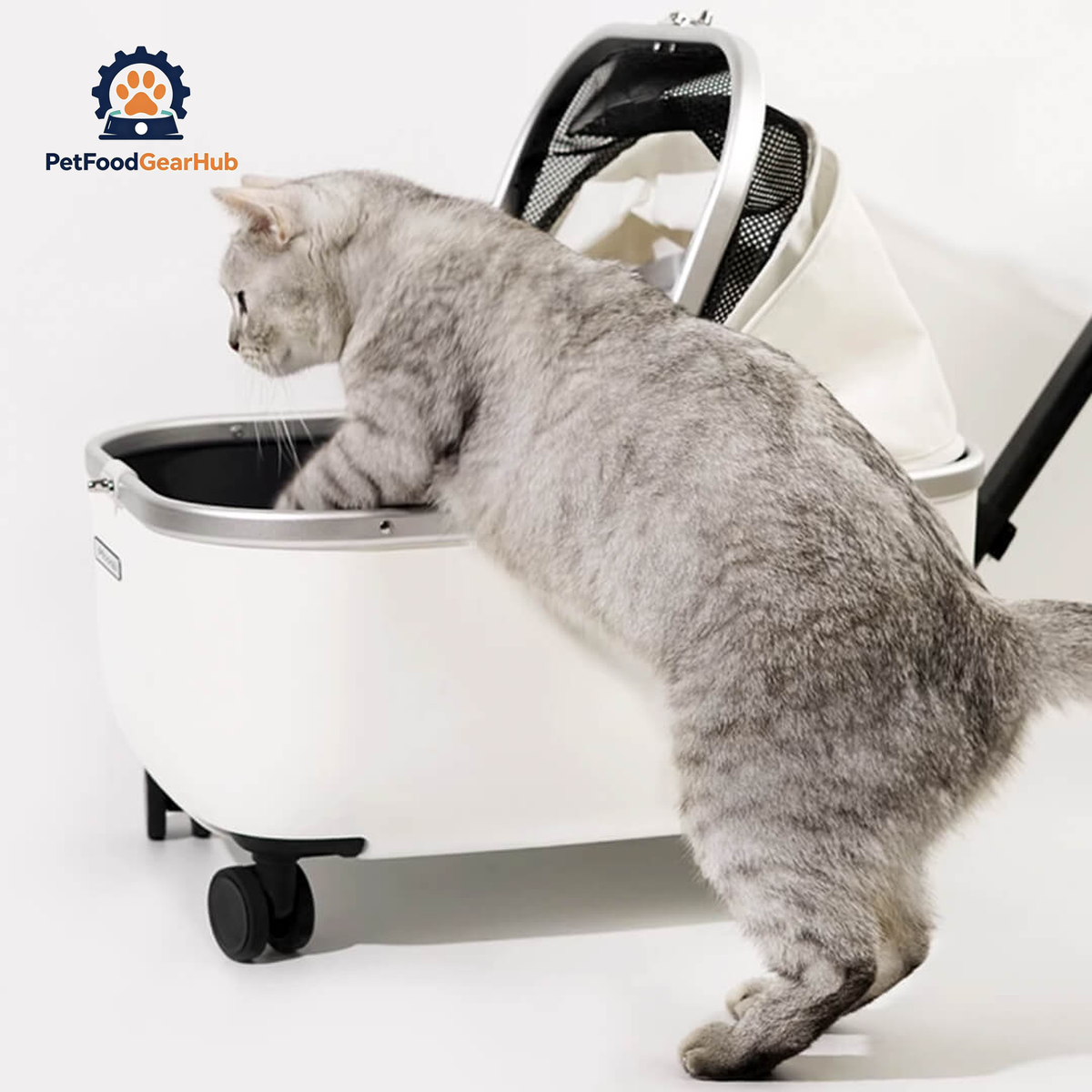 Cat Getting in White Rolling Cat Carrier with Wheels | Stylish Cat Stroller | PetFoodGearHub
