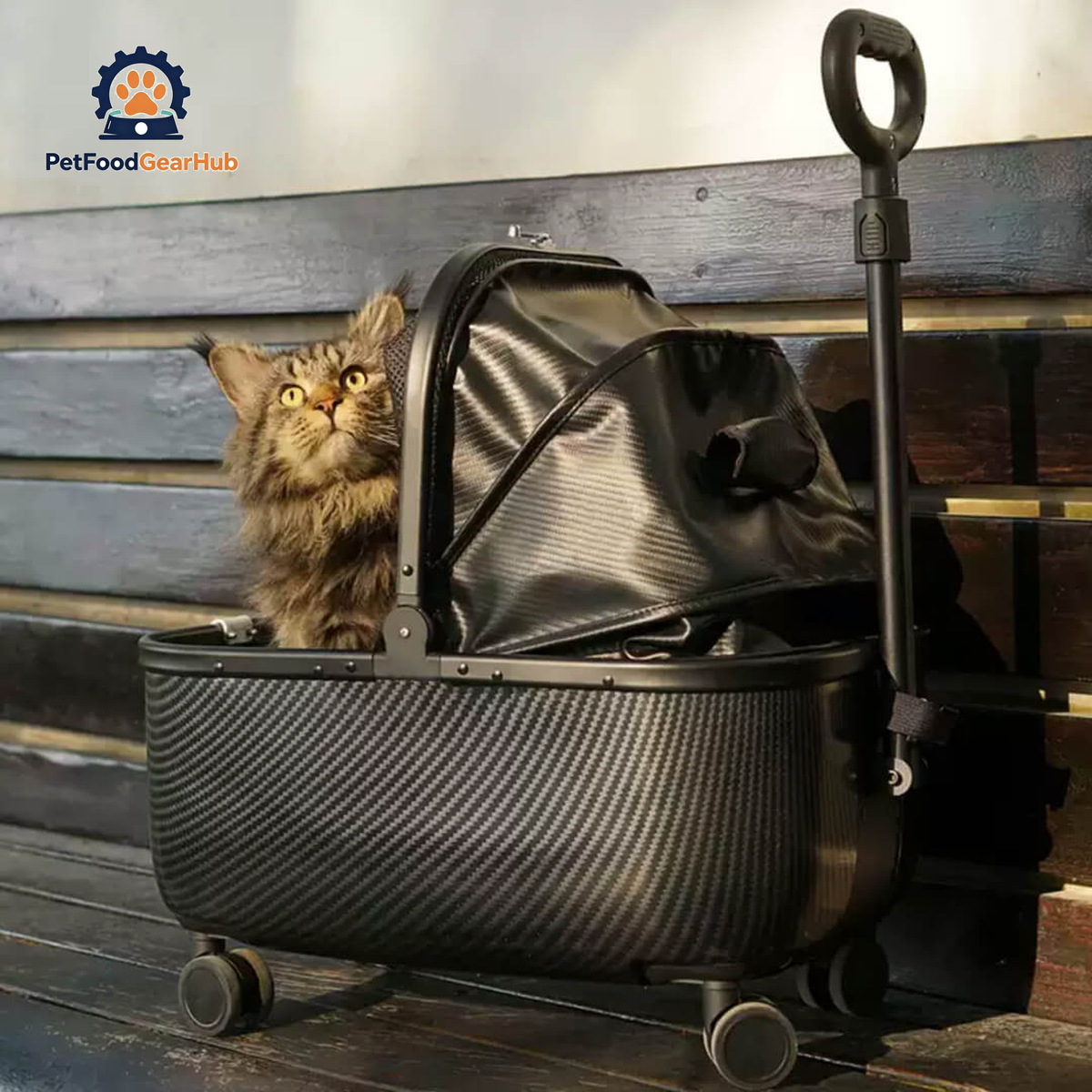 Maine Coon Sitting in Black Cat Stroller | Stylish Cat Carrier with Wheels | PetFoodGearHub