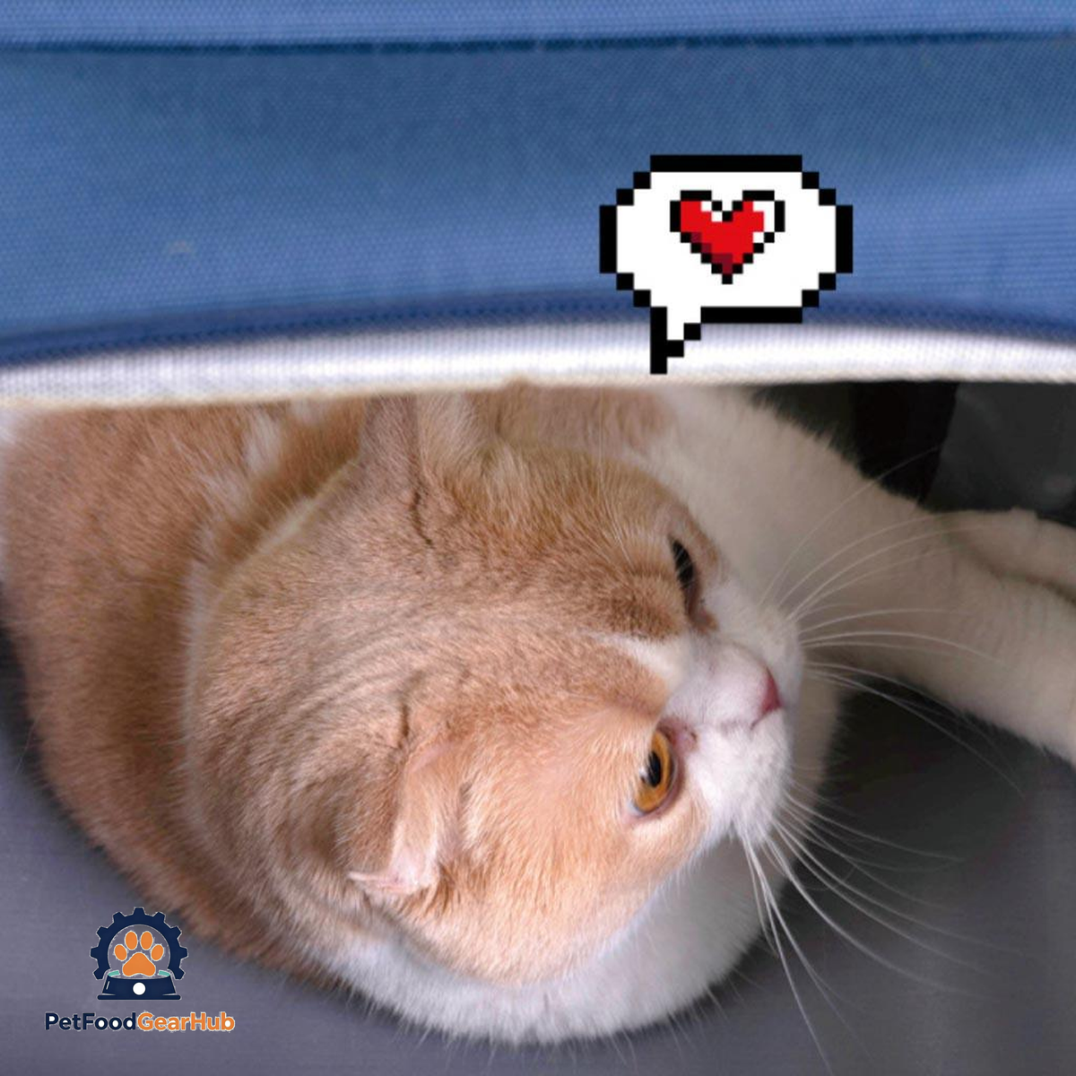 PetFoodGearHub Gameboy Expandable Cat Backpack | Cat Travel Carrier | PetFoodGearHub