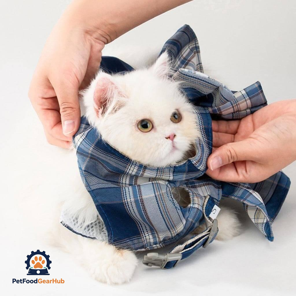 Person Putting on Fuji Cat Harness on a White Cat | PetFoodGearHub