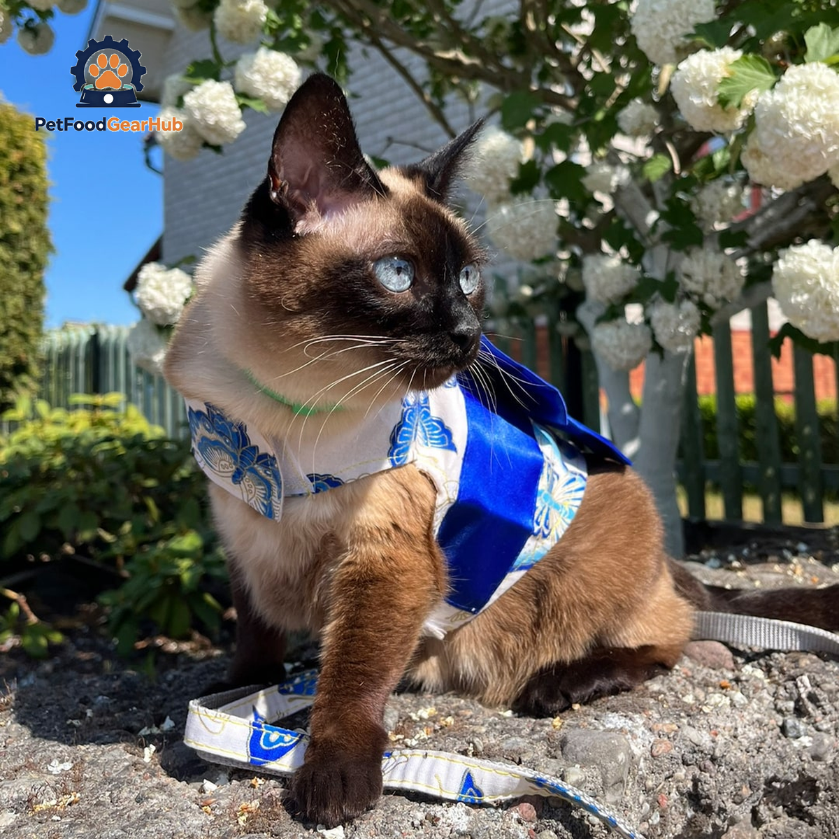 Siamese Cat Wearing Blue Kimono Harness with Bow | PetFoodGearHub