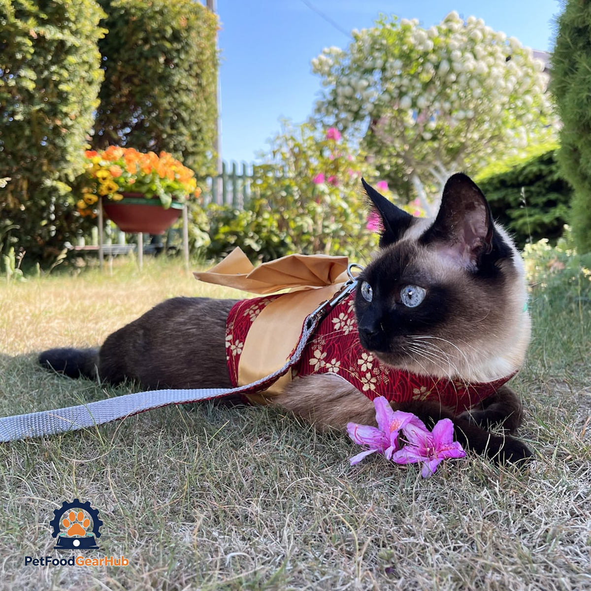 Siamese Cat Lying Down in Red Kimono Harness with Bow | PetFoodGearHub