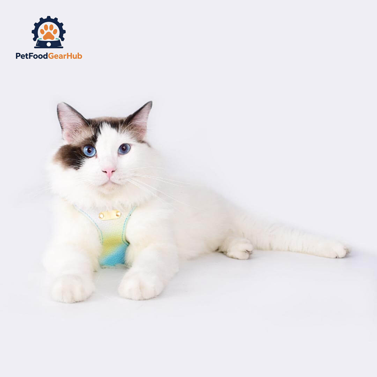 Cat Wearing Aurora Gradient Cat Harness | PetFoodGearHub