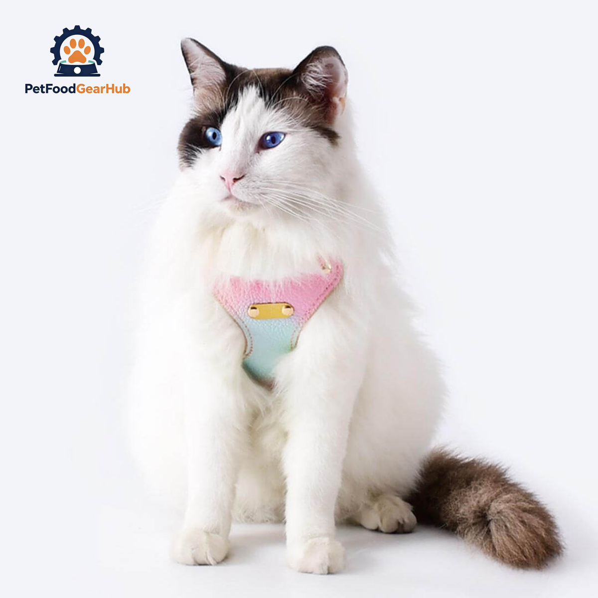 Cat Wearing Aurora Gradient Cat Harness | PetFoodGearHub