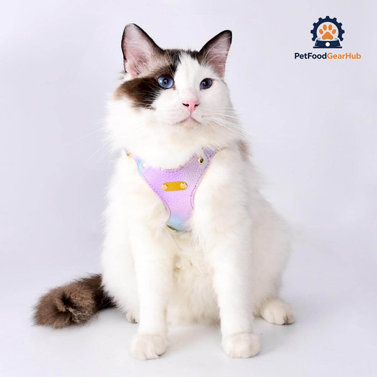 Cat Modeling Aurora Gradient Cat Harness | PetFoodGearHub