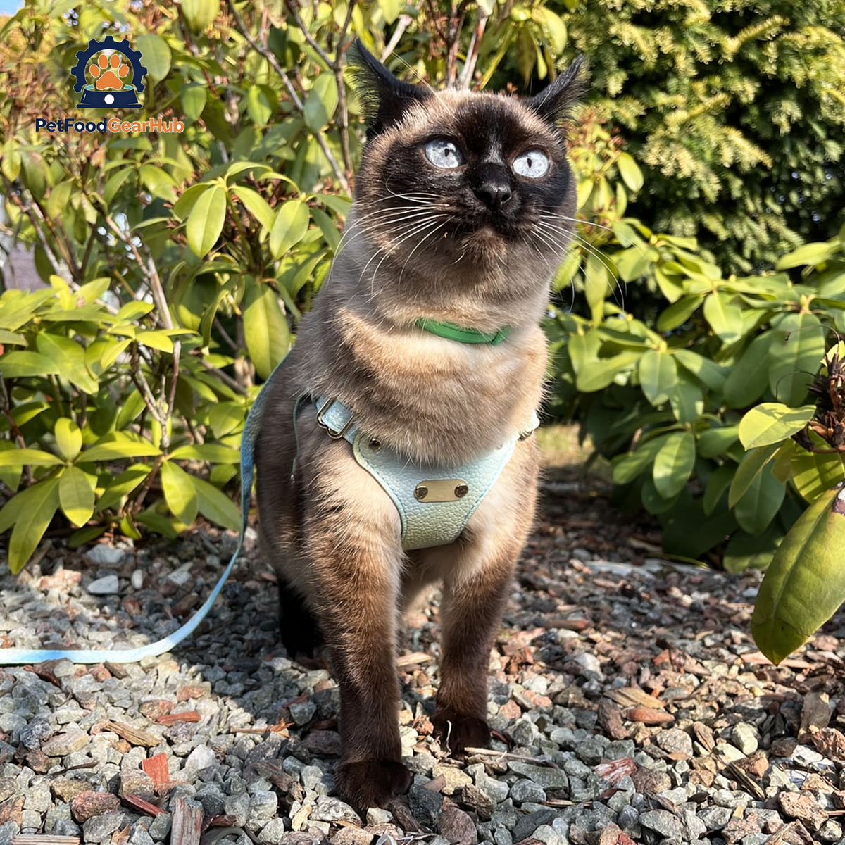 Siamese Cat in Blue Luxury Lightweight Vegan Leather Cat Harness | PetFoodGearHub