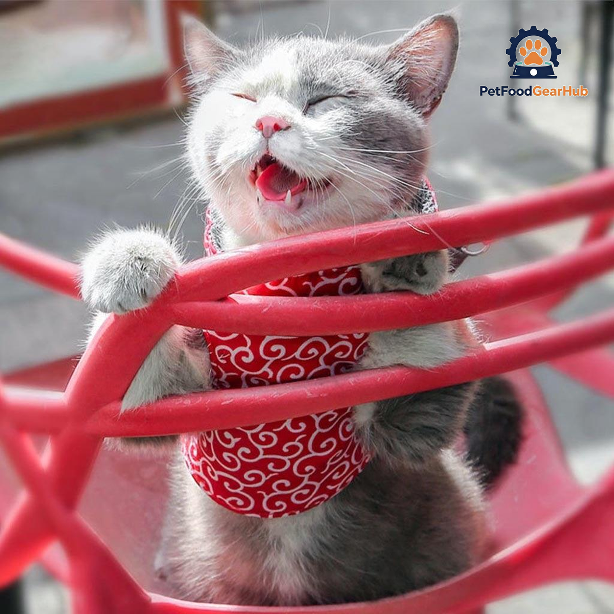 Cat in Fuku Cat Harness in Red Waves Pattern | PetFoodGearHub