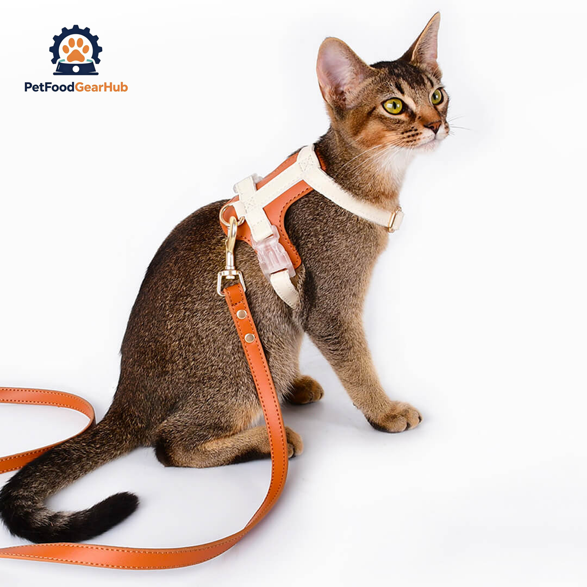 Cat Wearing Phoenix Leather Cat Harness In Brown | PetFoodGearHub