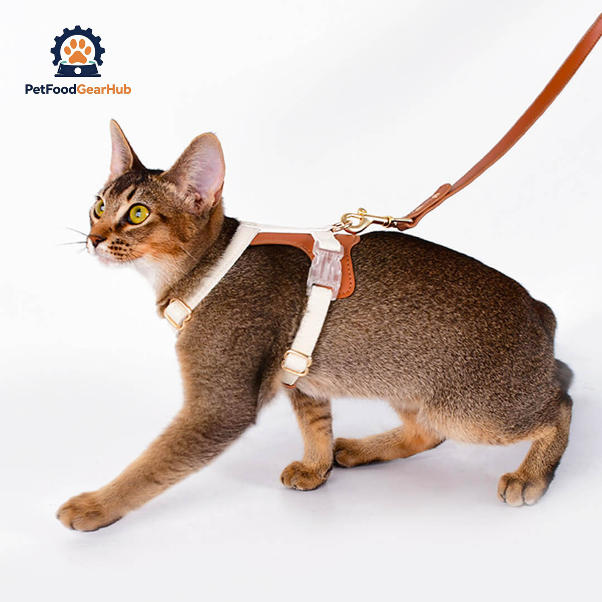 Cat Wearing Phoenix Leather Cat Harness | PetFoodGearHub