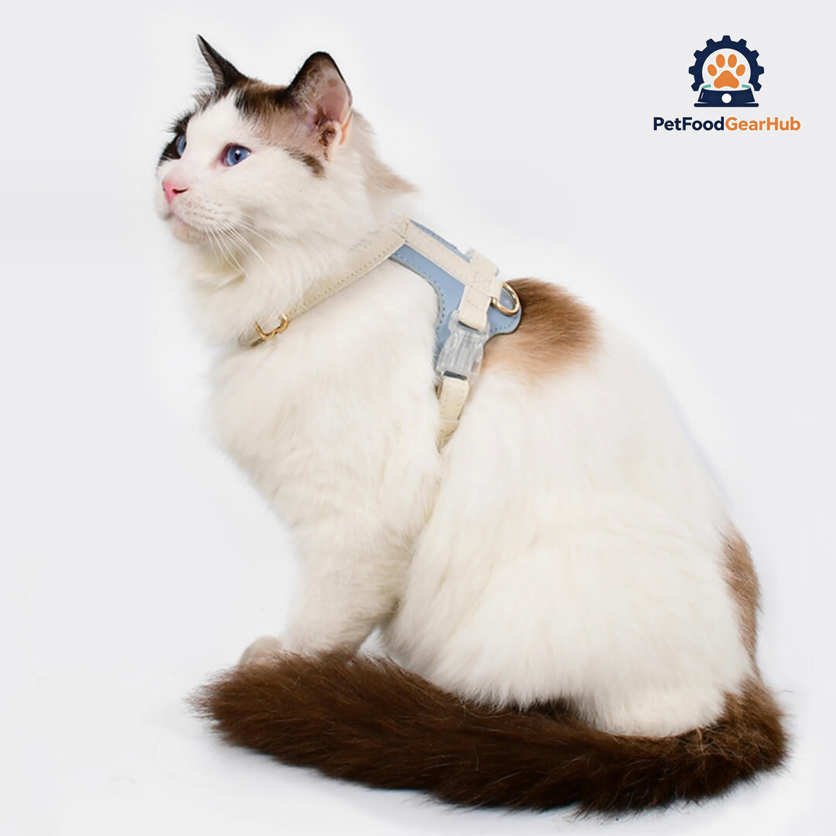 Cat Wearing Phoenix Leather Cat Harness In Blue | PetFoodGearHub