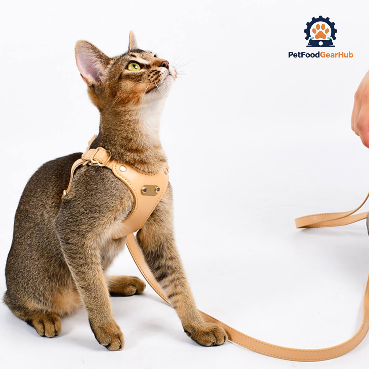 Cat Lounging in Rio Cat Harness, Tan Color | PetFoodGearHub