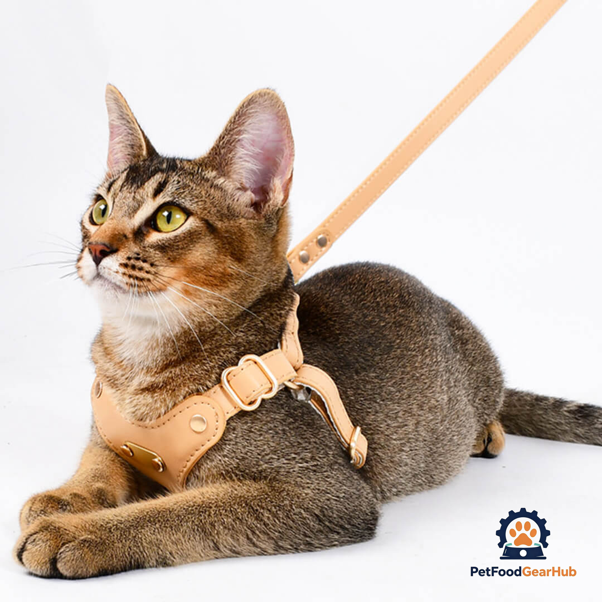 Cat in water-resistant Leather Cat Harness | PetFoodGearHub