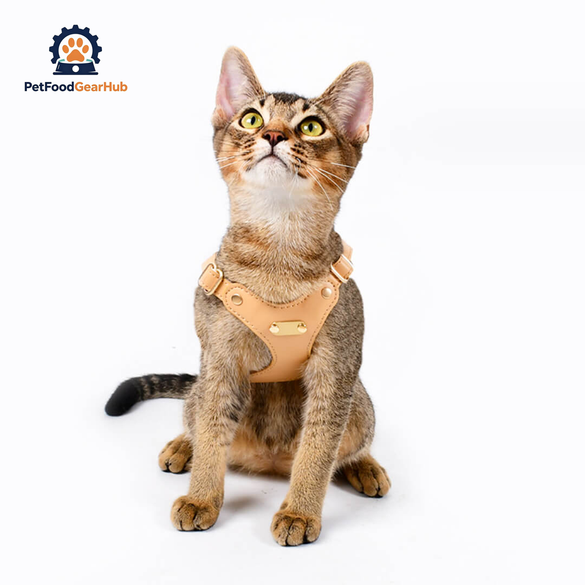 Cat Wearing Rio Cat Harness in Tan | PetFoodGearHub