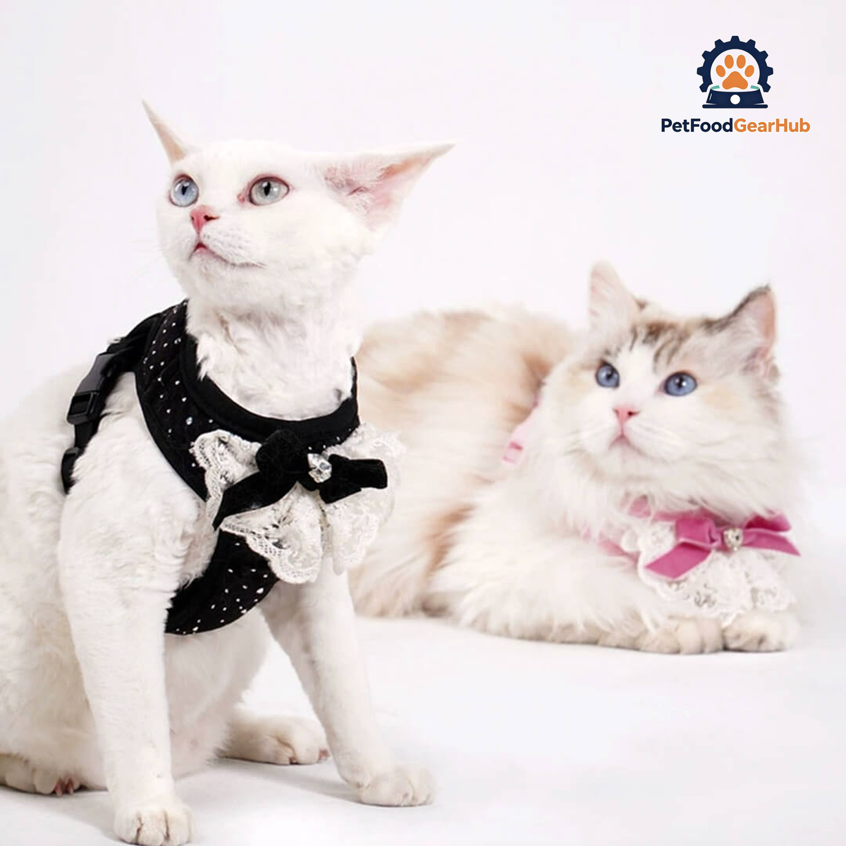Cats in Sparkle Cat Vest Harnesses | PetFoodGearHub