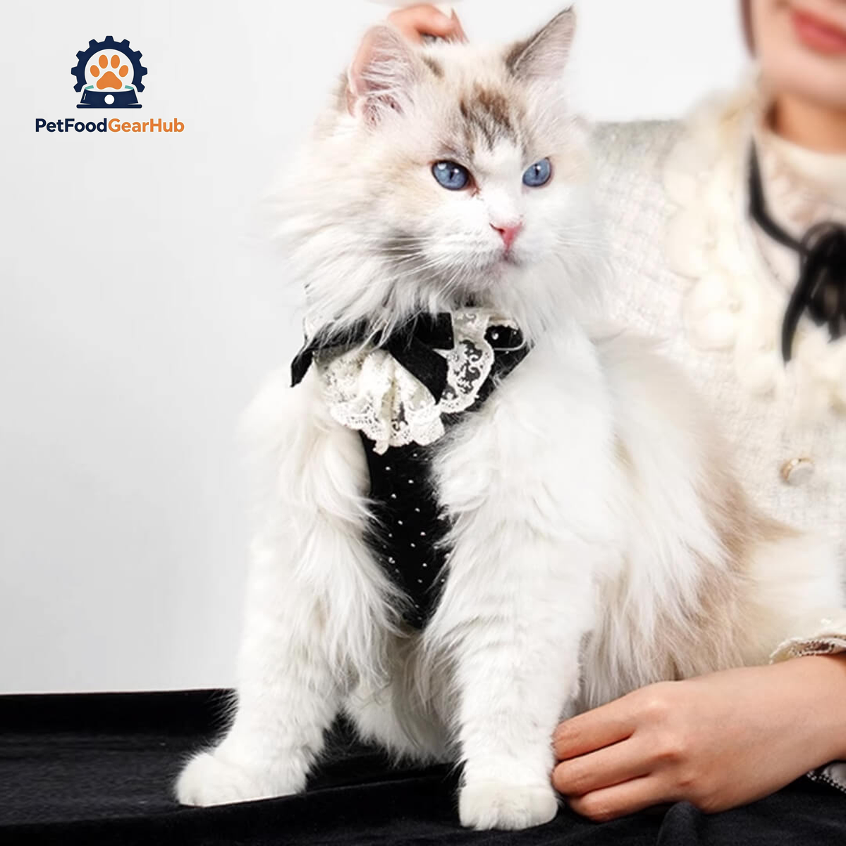 Ragdoll in Black Sparkle Cat Vest Harness | PetFoodGearHub