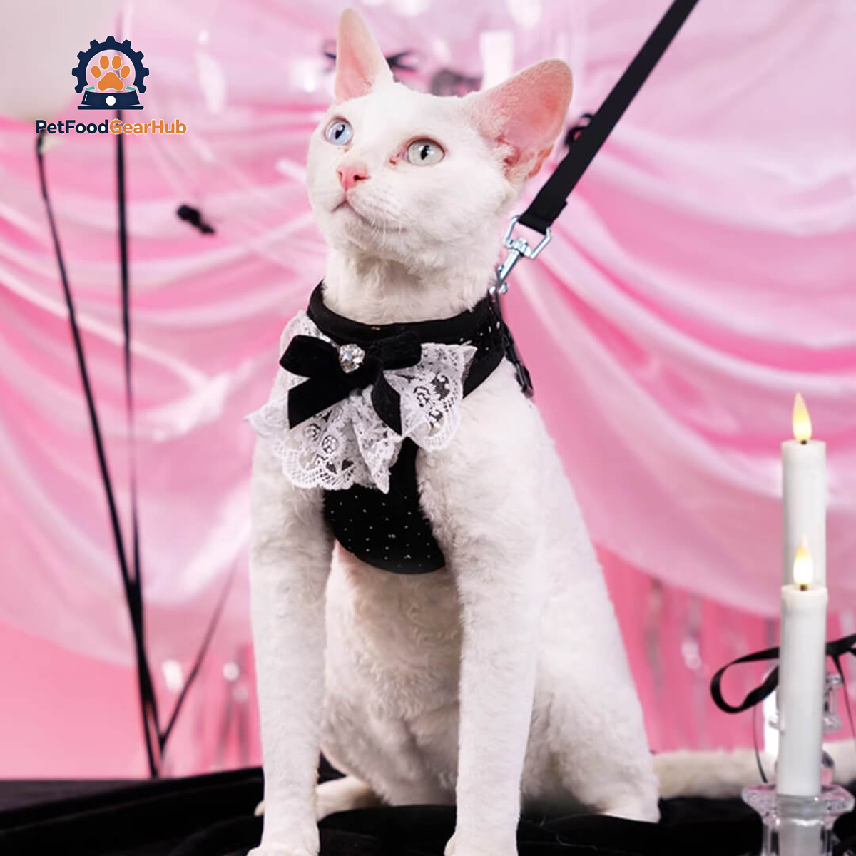 Devon Rex in Black Sparkle Cat Vest Harness | PetFoodGearHub