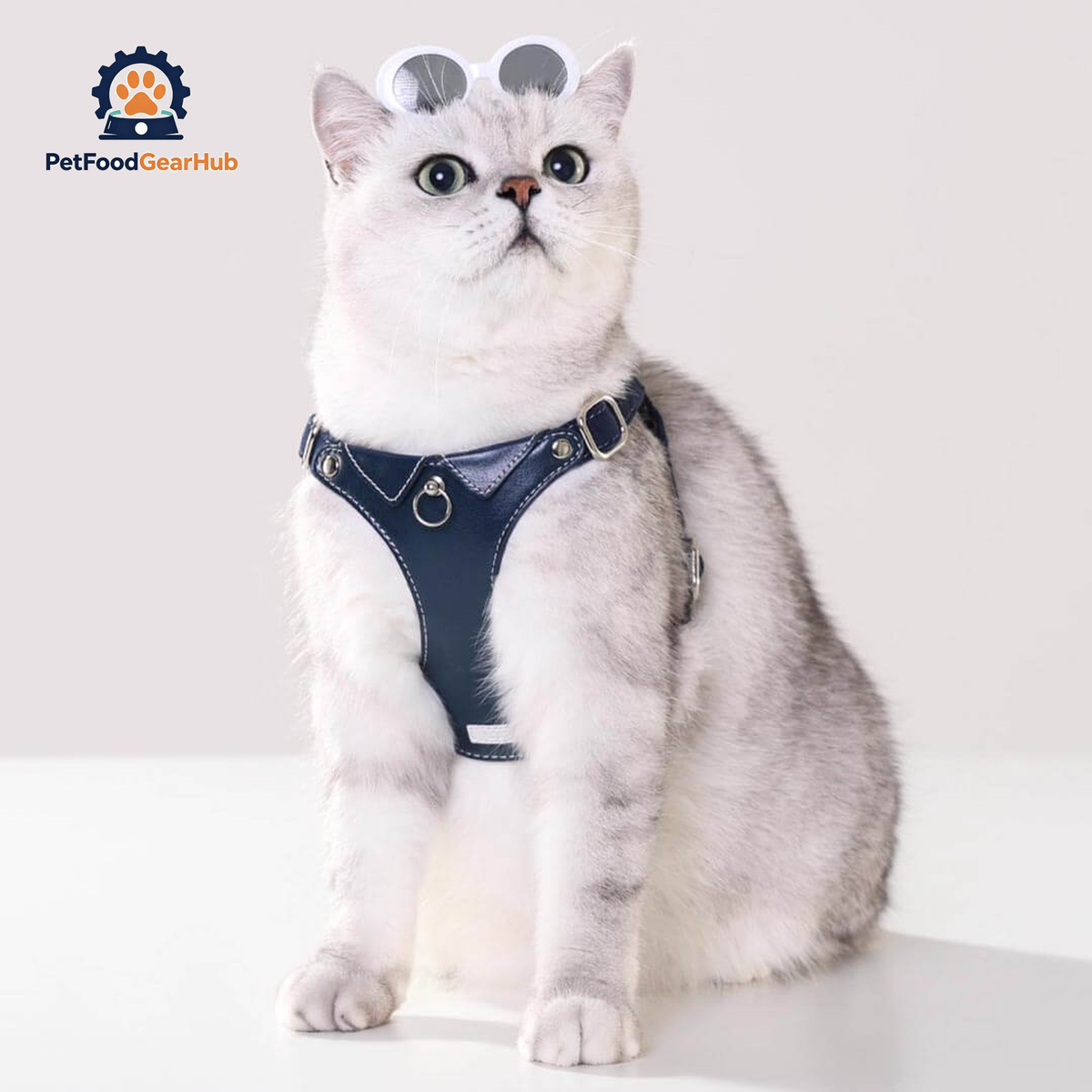 Cat in Stylish Blue Leather Cat Harness | PetFoodGearHub