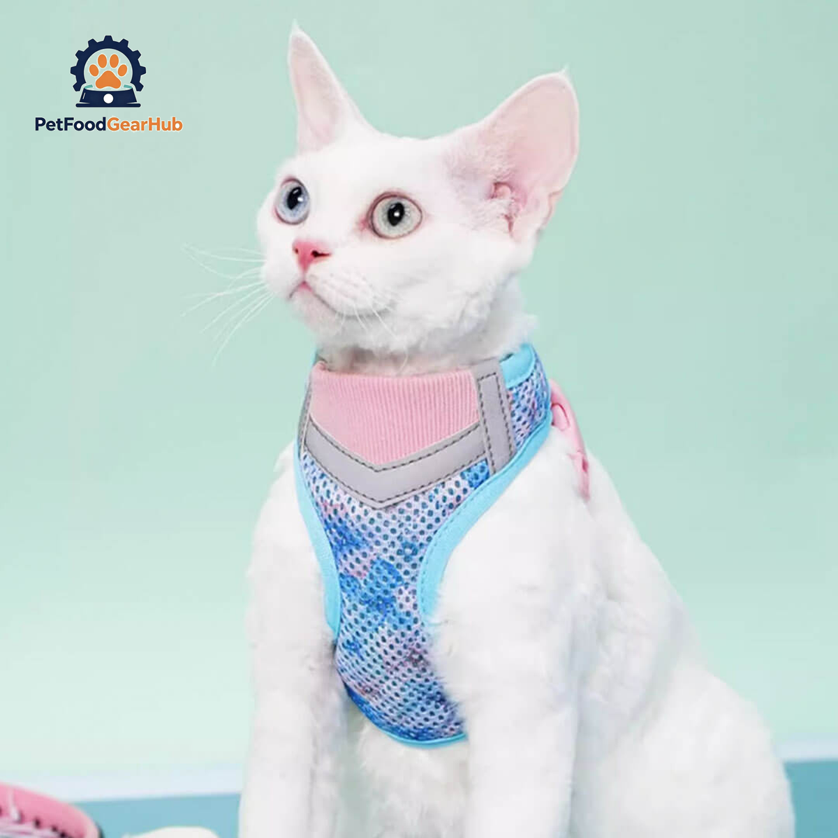 Devon Rex in Blue & Pink Cat Vest Harness | PetFoodGearHub