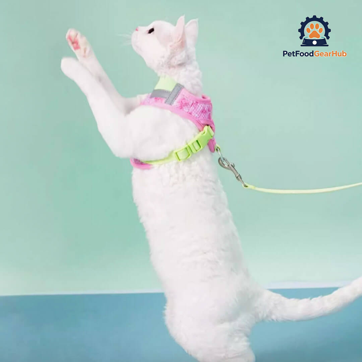 Devon Rex in Green & Pink Cat Vest Harness | PetFoodGearHub